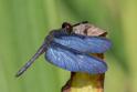 Zenithoptera fasciata (Amazon Sapphirewing)-4.jpg